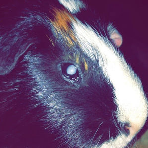 Meet your Posher, Dulce